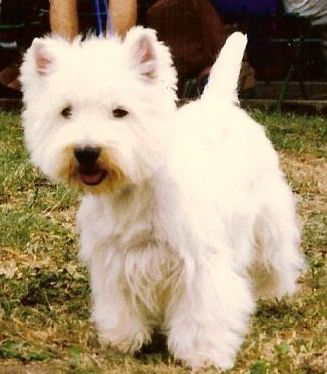 Duke De pralong