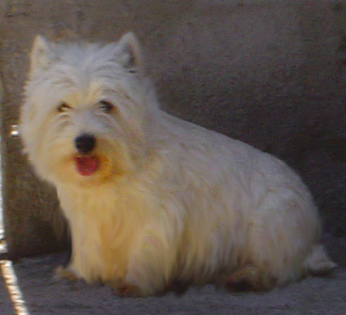 Barry white du domaine de la Cigaliere